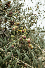 Intensive Olive plantation