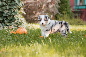 Border Collie puppy in nature