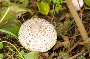 Closeup of a wild Scleroderma citrinum mushroom in meadow with grass