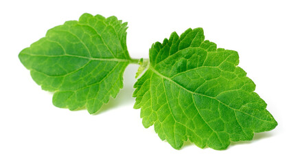 Fototapeta premium fresh Patchouli (Pogostemon cablin) leaves isolated on the white background