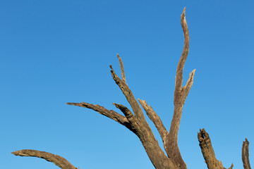 Top of a dead tree in front of the blue sky