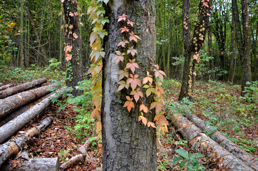 climbing plants grow and color the leaves in autumn. highlights the beauty of wire fences,...
