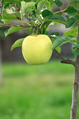 ゴールデンデリシャス