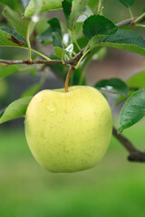 ゴールデンデリシャス