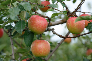 シナノスイート