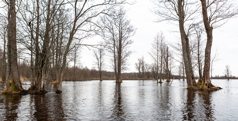 Flooded soomaa bog in spring, fifth season