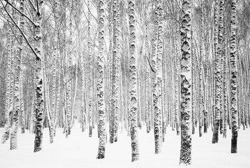Birch trunks covered with snow in white snowdrifts black and white - 387396301