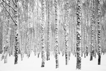 Poster Birch trunks covered with snow in white snowdrifts black and white © Elena Kovaleva