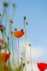Blooming poppy field. Red poppy flower close up