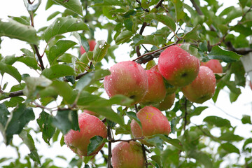 樹に実るりんご