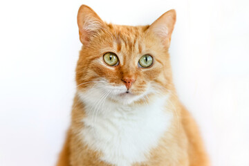 The face of a cat with red and white fur looks at the camera on a white background.Pet.the selective focus