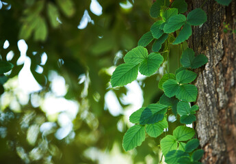 Green leaves of ivy on the tree trunk