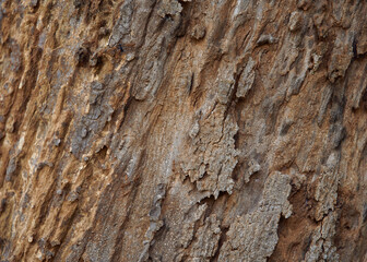 Background of cracked tree bark