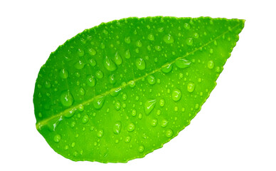 Plakat Water droplets on green lemon leaves on white background texture, abstract.