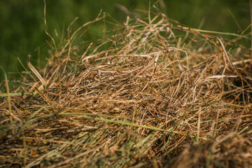 Mown dry grass on the close-up. Hay.