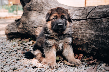 A beautiful little black - and-red German shepherd puppy sits in nature against the background of a fallen tree. Smart curious puppy with big eyes.