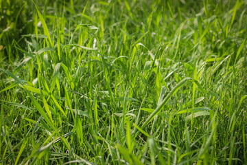 Background of green grass, shallow depth of field.