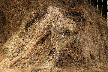 Mown dry grass on the close-up. Hay.