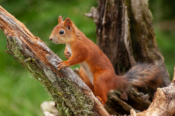 squirrel woods untouched nature of finland scandinavia europe