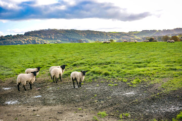 Sheep in a Field near Welshpool.