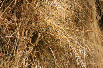 Mown dry grass on the close-up. Hay.