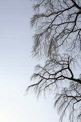 三春滝桜の冬景色