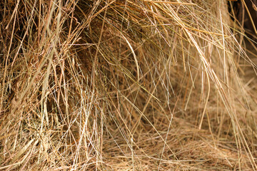Mown dry grass on the close-up. Hay.