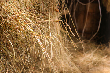 Mown dry grass on the close-up. Hay.