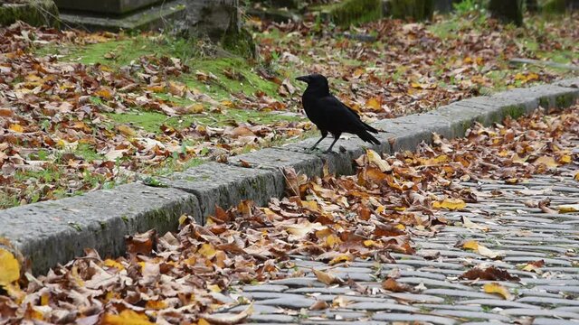 The carrion crow on the paved road of P&egrave;re Lachaise cemetery in Paris