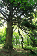 白河の関跡　従二位の杉