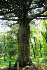 白河の関跡　従二位の杉