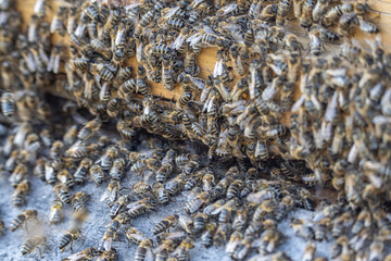 Close up of huge crowd of honey bees flying into beehive apiary Working bees collecting yellow pollen