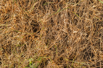 Mown dry grass on the close-up. Hay.