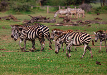 Zebras in the Lake Manyara National Park, Tanzania
