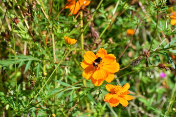コスモスにとまる蜂