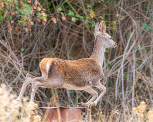deer in the forest