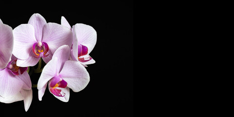 A banner for a website or social media. Pink orchid flower on black background.