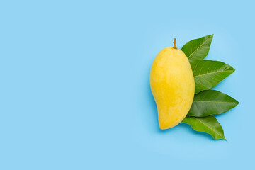 Tropical fruit, Mango  with leaves on blue background.