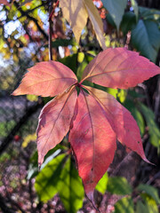 red and yellow leaves
