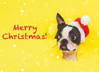 The head of a Boston Terrier dog in a Santa Claus hat looks out of a hole in a yellow paper in the snow. Lettering-Merry Christmas in red letters. The concept of new year and Christmas.