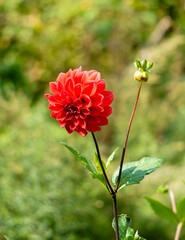 Red flowers of dahlias on a background of green leaves.