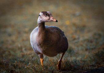 Portrait von einer Gans / duck / goose
