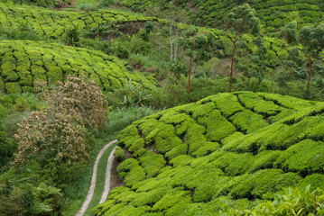 Green tea plantation hills with winding road, Sri Lanka
