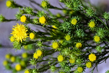 Gelbe Blüten einer Gold-Aster
