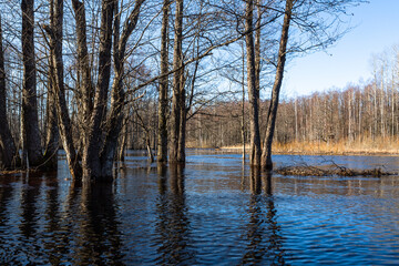 Flooded soomaa bog in spring, fifth season