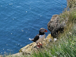Pulcinella di Mare, Islanda