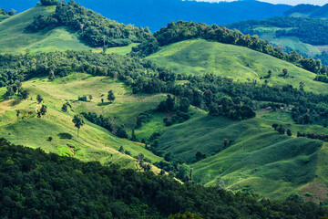 The beauty of the mountains with lush green trees, fresh, beautiful in the midst of nature.