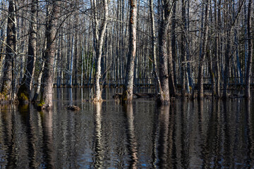 Flooded soomaa bog in spring, fifth season