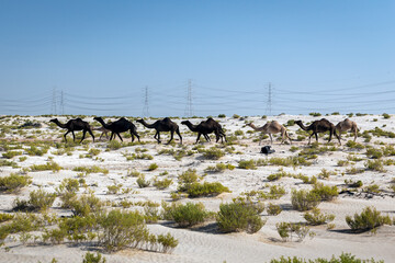 Group of Camels on desert near Al-Hasa, Saudi Arabia.