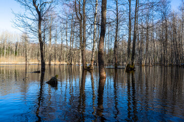 Fototapeta na wymiar Flooded soomaa bog in spring, fifth season